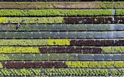 Blockchain Based Data Management Used to Create Sustainable Food Systems