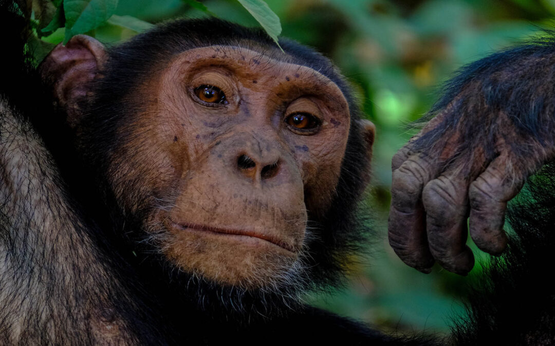 Five ways AI is saving wildlife – from counting chimps to locating whales