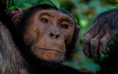 Five ways AI is saving wildlife – from counting chimps to locating whales