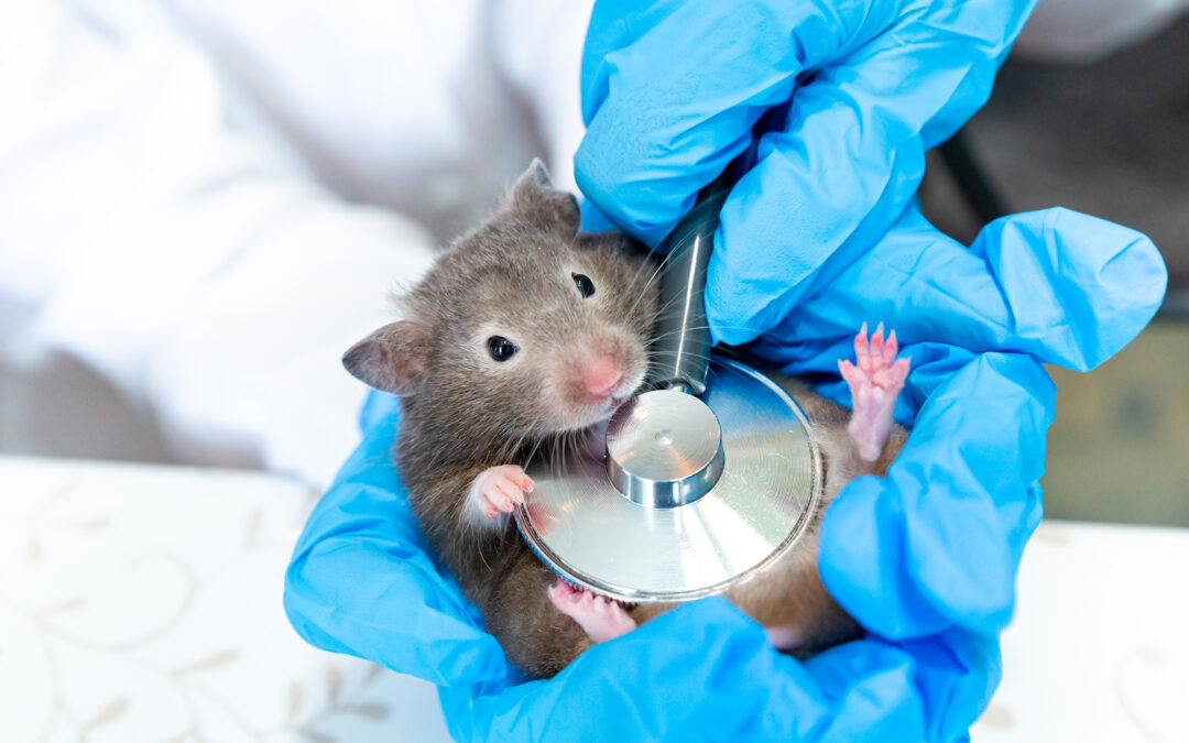Mouse and Human Brain Cells in a Lab Dish Learn to Play Video Game Pong
