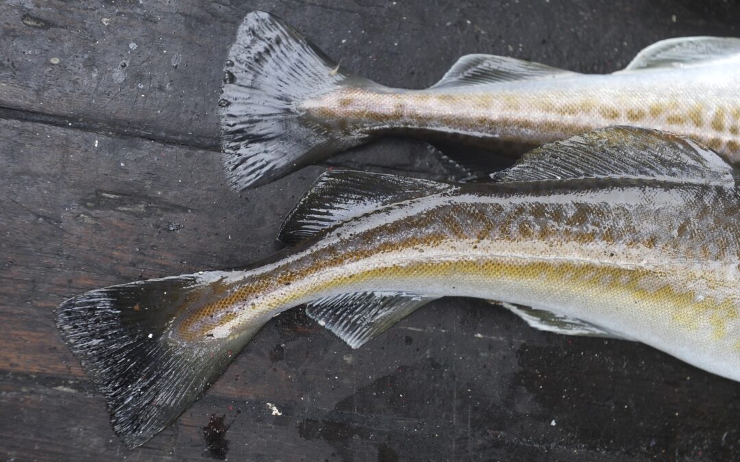 This 3-D Printed Icelandic Fish-Gutting Machine Contains the Secret of a Future, Less-Globalized Economy